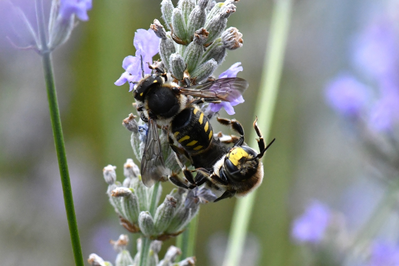 Anthidium septemspinosum Lepeletier, 1841 (accouplement)