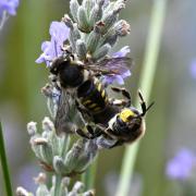 Anthidium septemspinosum Lepeletier, 1841 (accouplement)