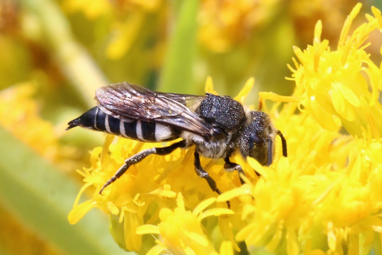 Coelioxys inermis (Kirby, 1802) (femelle)