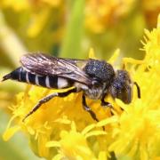 Coelioxys inermis (Kirby, 1802) (femelle)