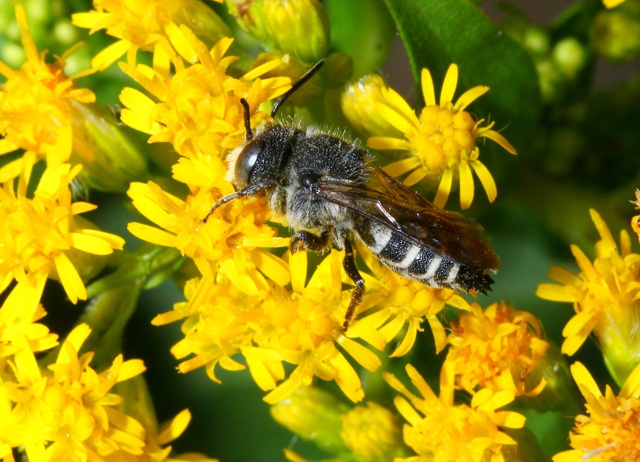 Coelioxys sp (mâle)