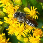 Coelioxys sp (mâle)