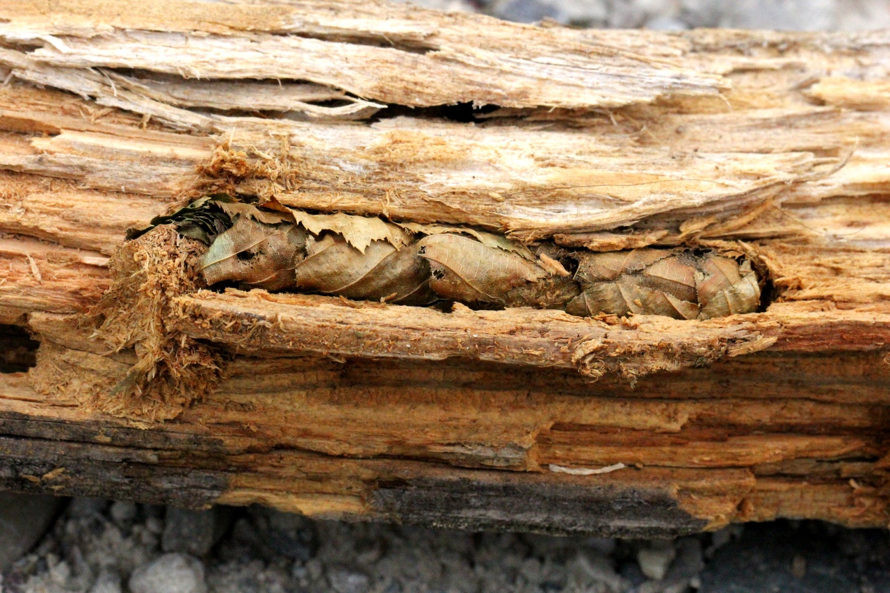 Megachile nigriventris Schenck, 1870 (nids)