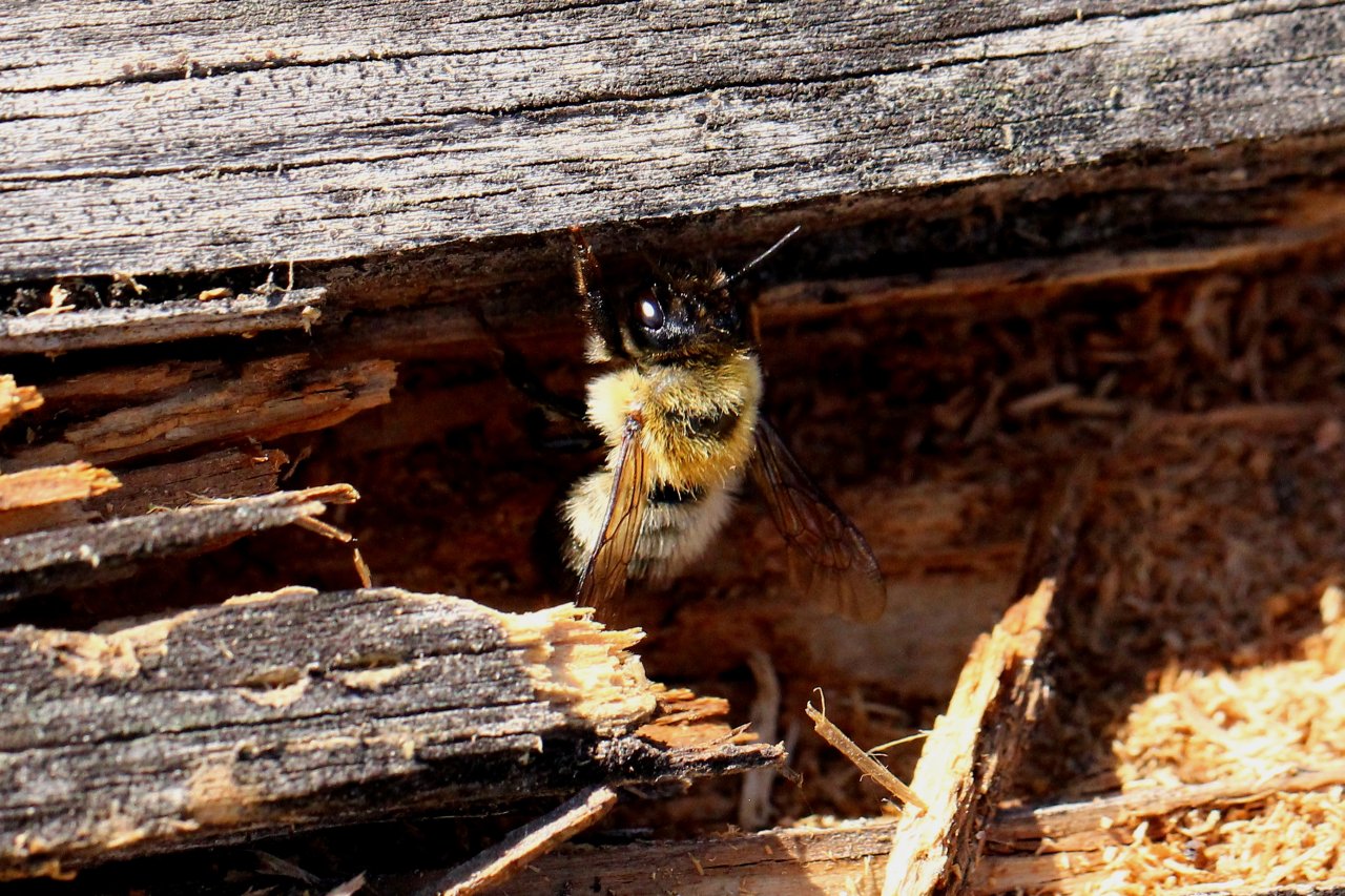 Megachile nigriventris Schenck, 1870 (femelle)