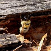 Megachile nigriventris Schenck, 1870 (femelle)