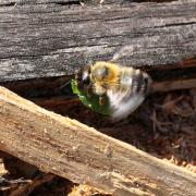 Megachile nigriventris Schenck, 1870 (femelle) 