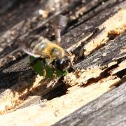 Megachile nigriventris Schenck, 1870 (femelle)