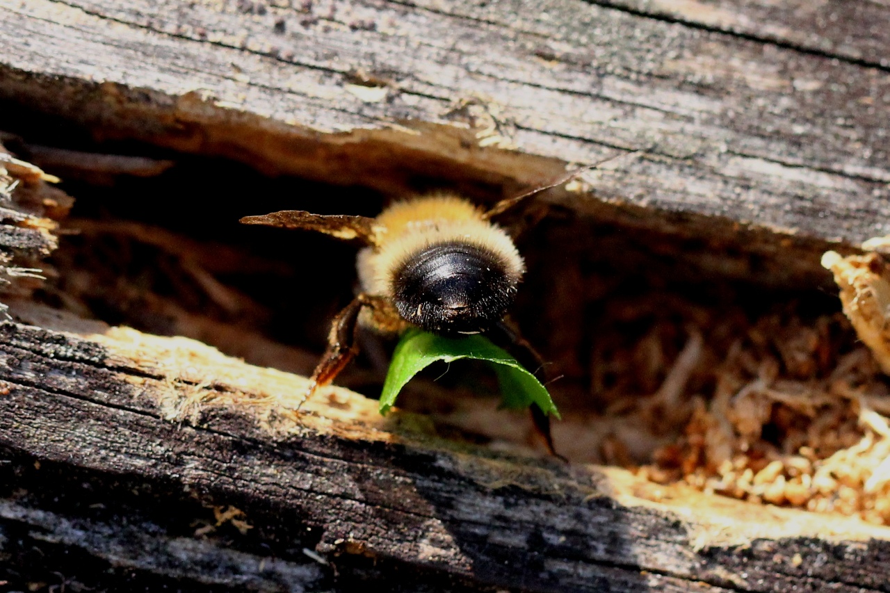 Megachile nigriventris Schenck, 1870 (femelle)