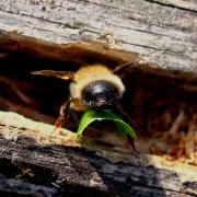 Megachile nigriventris Schenck, 1870 (femelle)