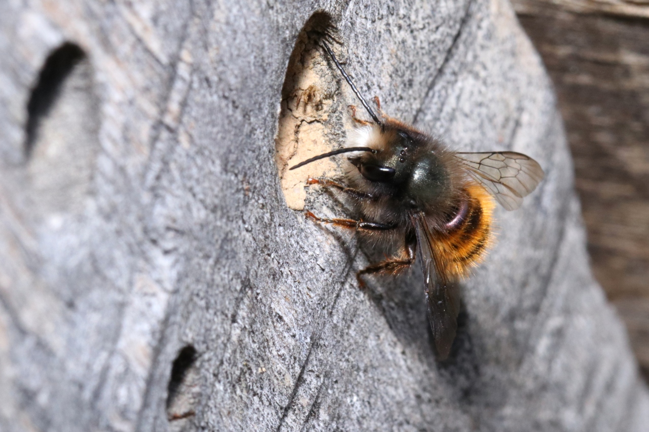 Osmia cornuta (Latreille, 1805) - Osmie cornue (mâle)