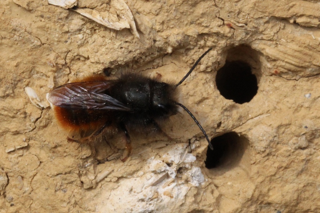 Osmia cornuta (Latreille, 1805) - Osmie cornue (mâle)