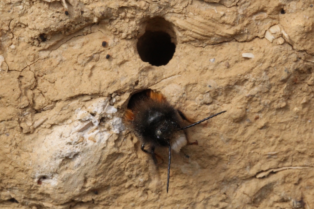 Osmia cornuta (Latreille, 1805) - Osmie cornue (mâle)