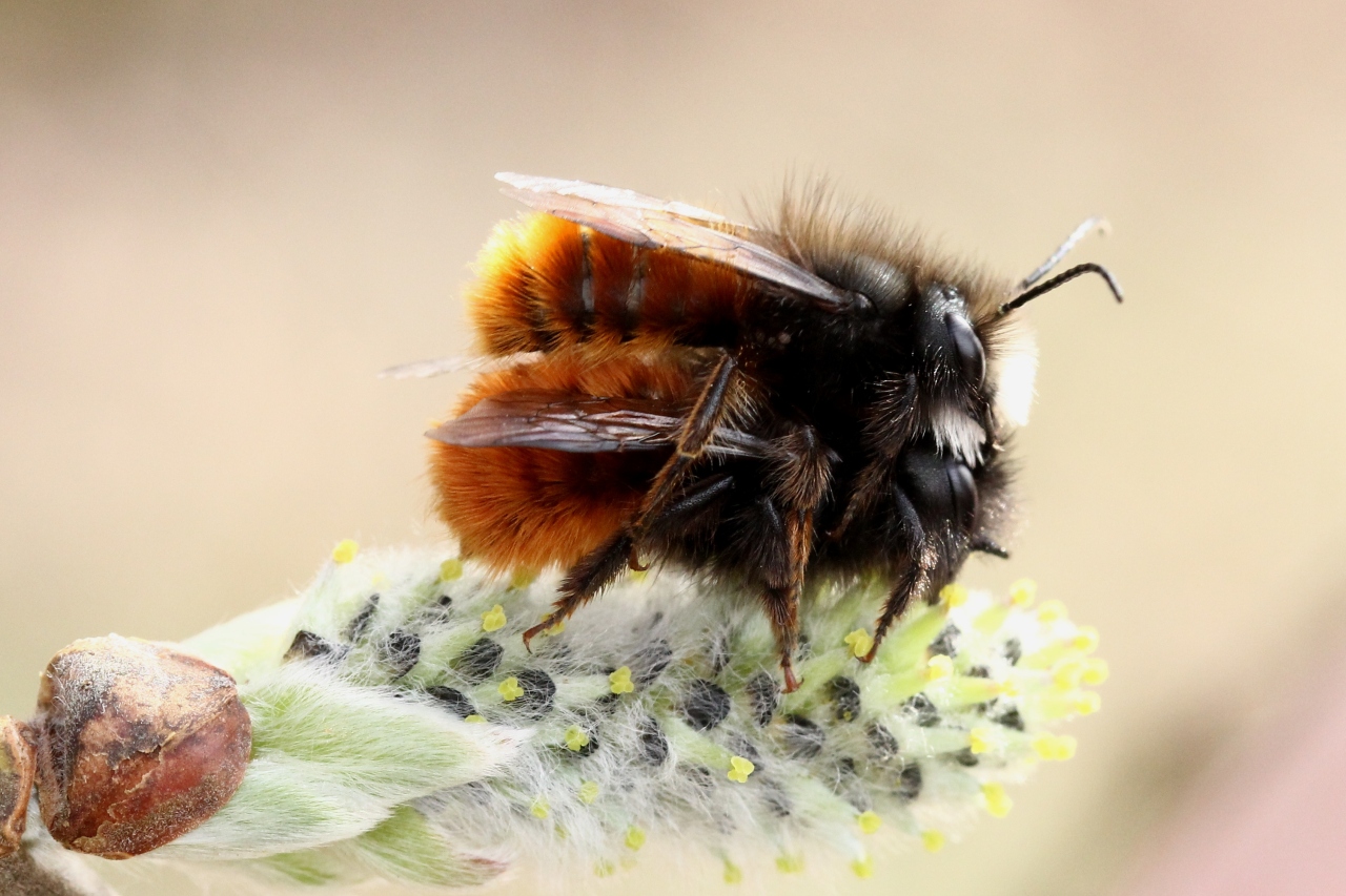 Osmia cornuta (Latreille, 1805) - Osmie cornue (accouplement)