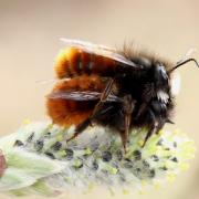 Osmia cornuta (Latreille, 1805) - Osmie cornue (accouplement)