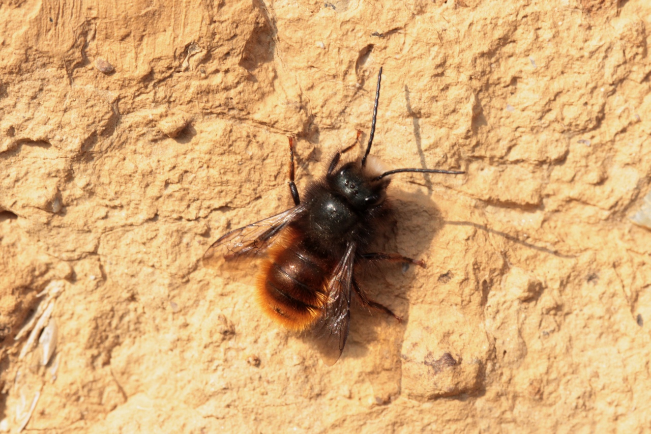 Osmia cornuta (Latreille, 1805) - Osmie cornue (mâle)