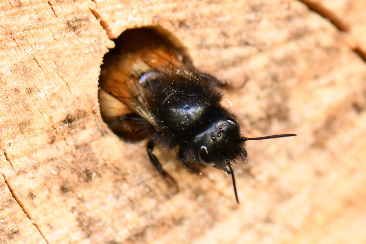 Osmia cornuta (Latreille, 1805) - Osmie cornue (femelle)