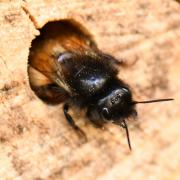 Osmia cornuta (Latreille, 1805) - Osmie cornue (femelle)