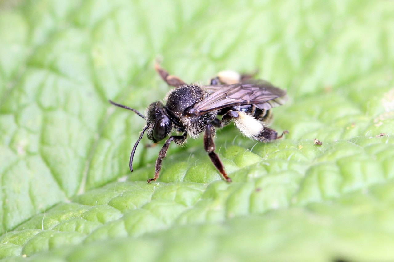 Macropis europaea Warncke, 1973 (femelle)