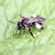 Macropis europaea Warncke, 1973 (femelle)