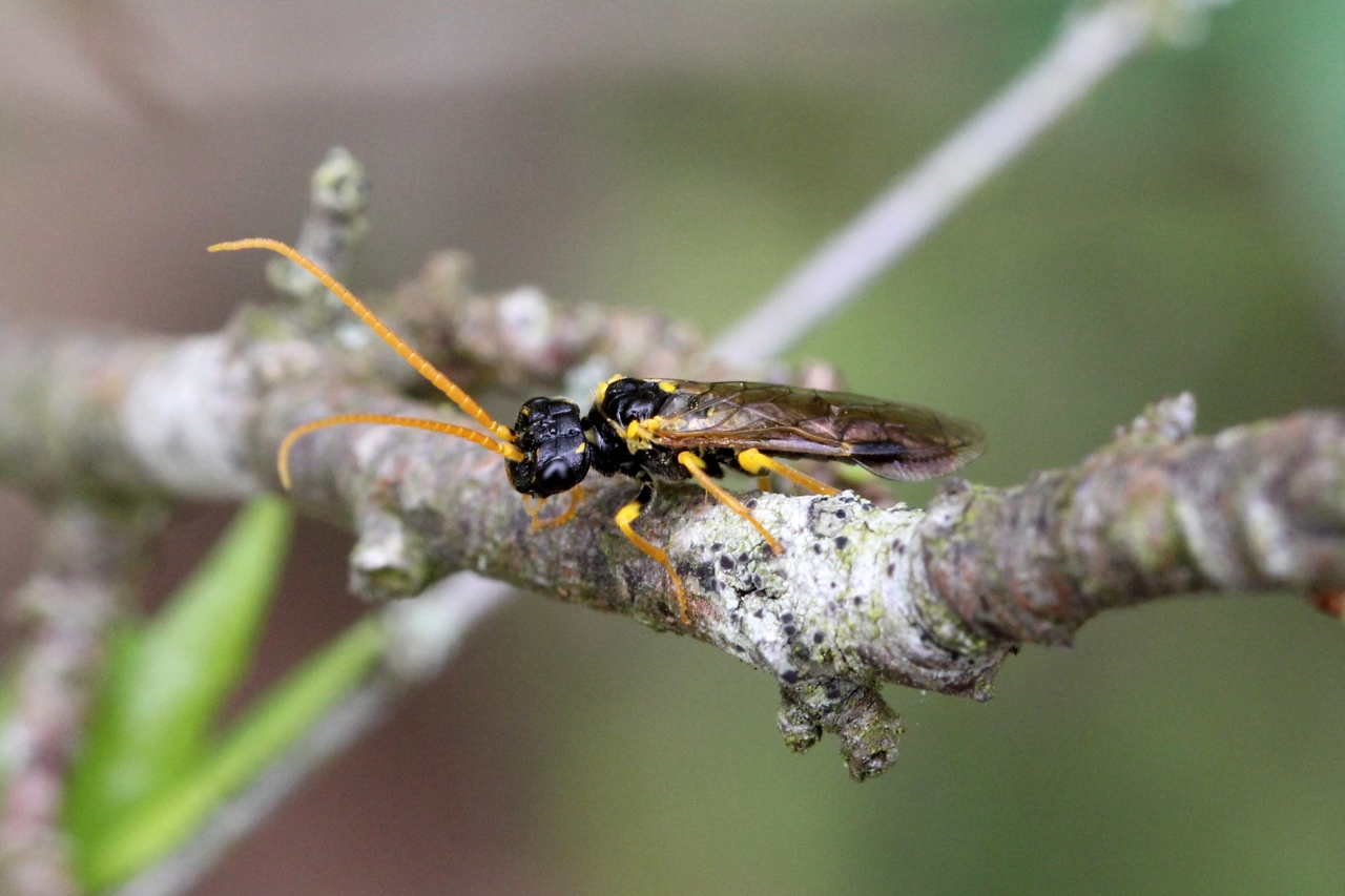 Pamphilius sylvaticus (Linnaeus, 1758) - Pamphilie des forêts