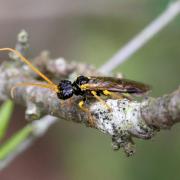 Pamphilius sylvaticus (Linnaeus, 1758) - Pamphilie des forêts