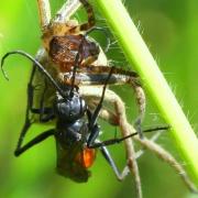 Priocnemis sp (femelle) 