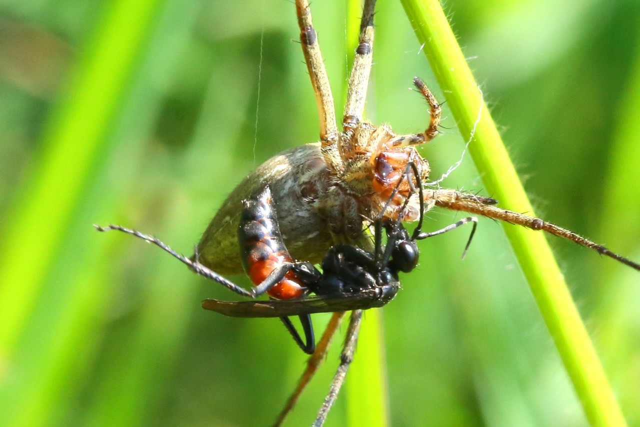 Priocnemis sp (femelle) 