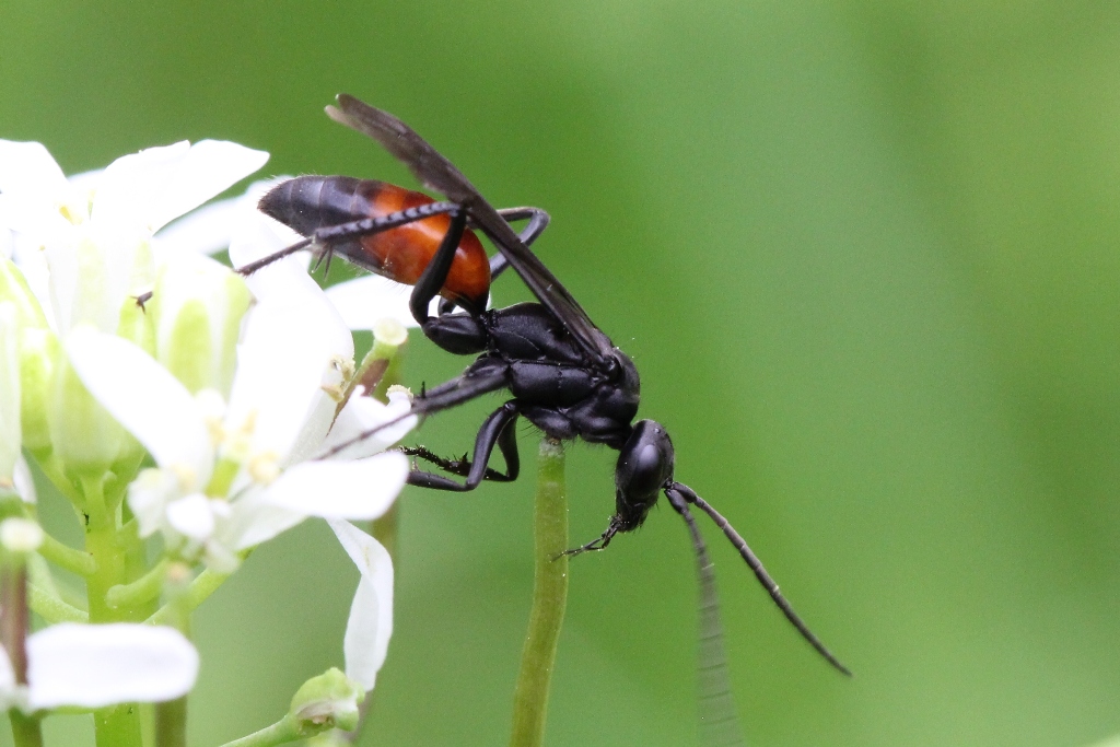 Priocnemis (Umbripennis) sp - Pompile