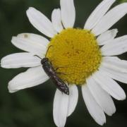 Sapygina decemguttata (Jurine, 1807)