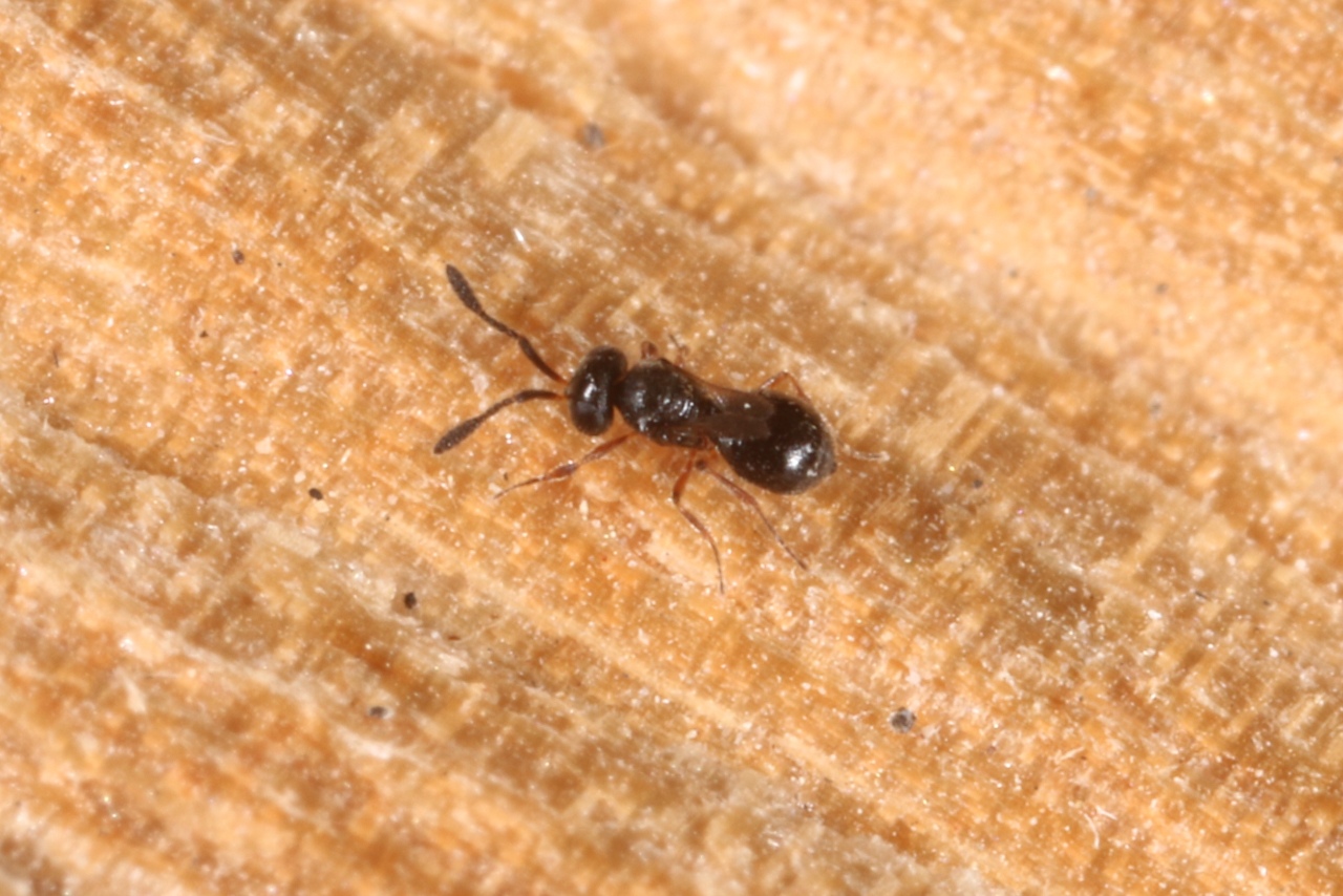 Trimorus sp (femelle)