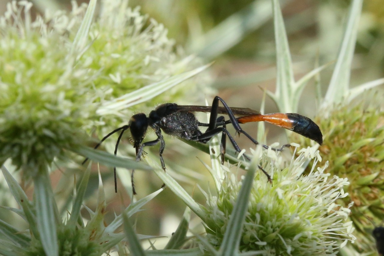 Ammophila sabulosa (Linnaeus, 1758) - Ammophile des sables