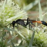 Ammophila sabulosa (Linnaeus, 1758) - Ammophile des sables