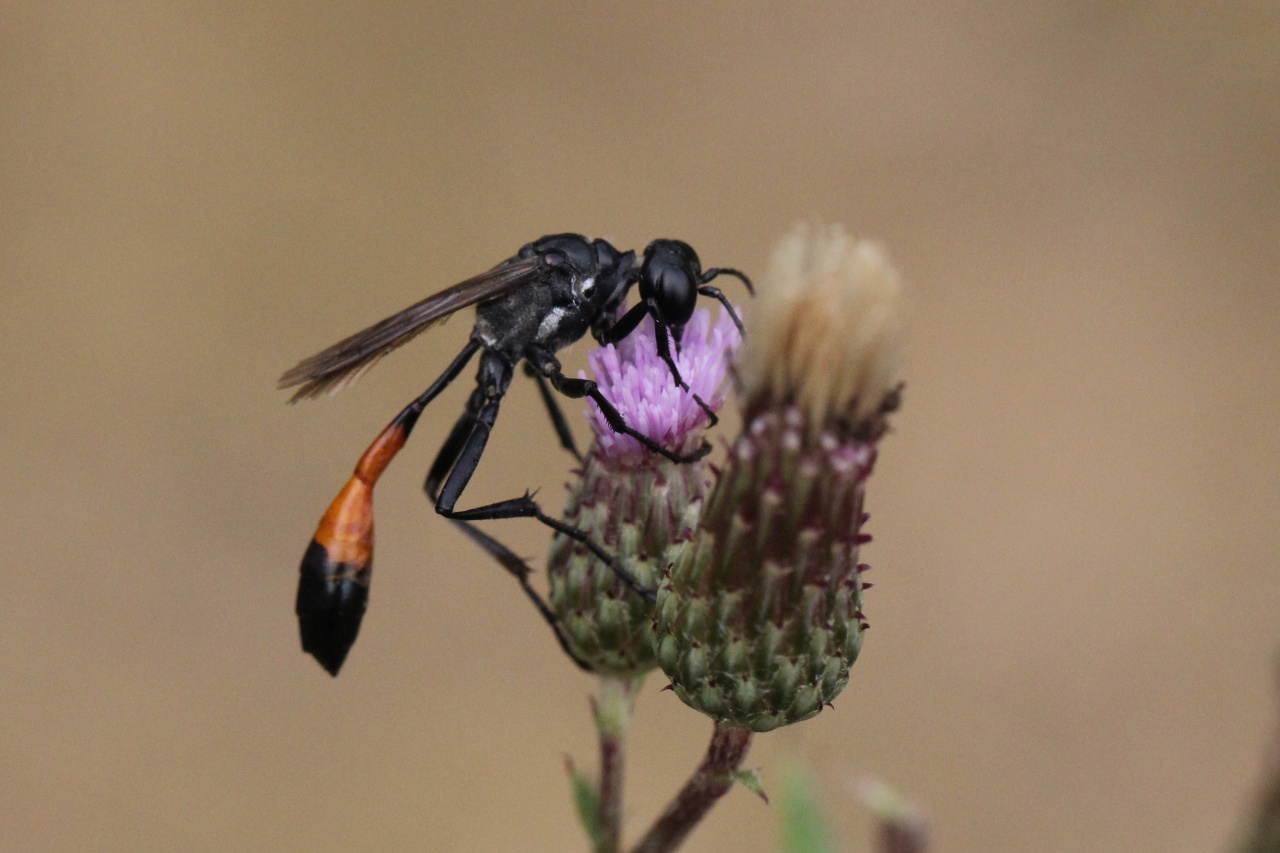 Ammophila sabulosa (Linnaeus, 1758) - Ammophile des sables