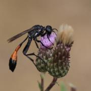 Ammophila sabulosa (Linnaeus, 1758) - Ammophile des sables