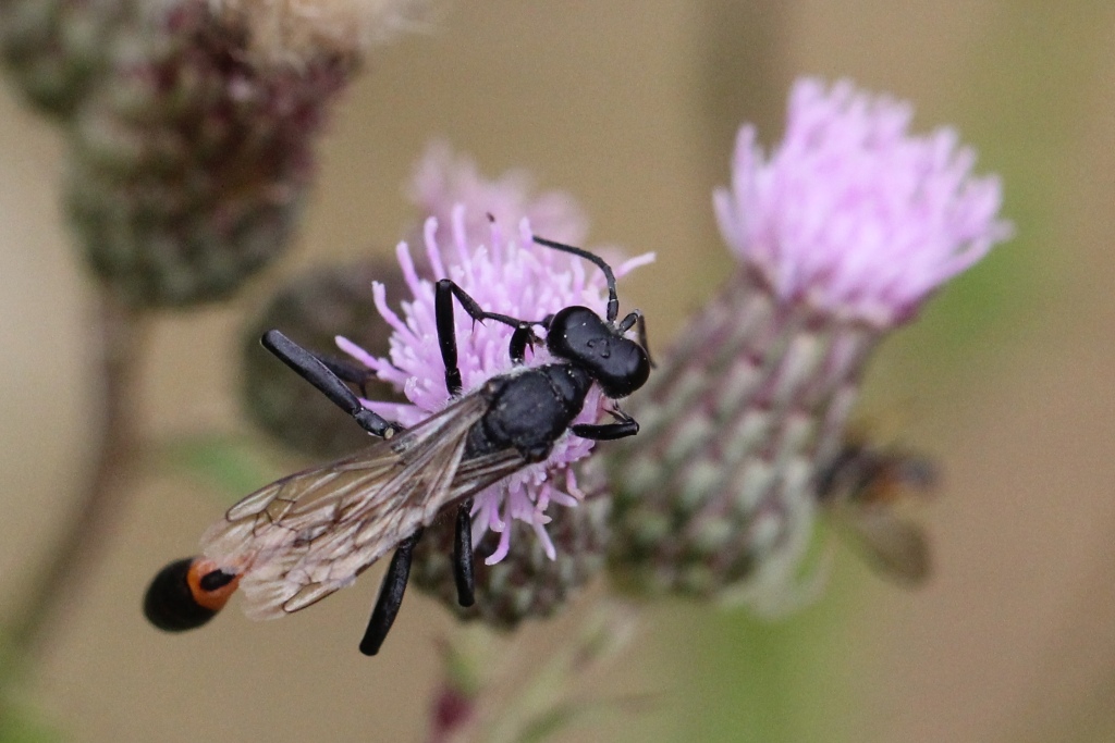 Ammophila sabulosa (Linnaeus, 1758) - Ammophile des sables