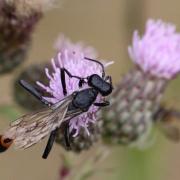 Ammophila sabulosa (Linnaeus, 1758) - Ammophile des sables