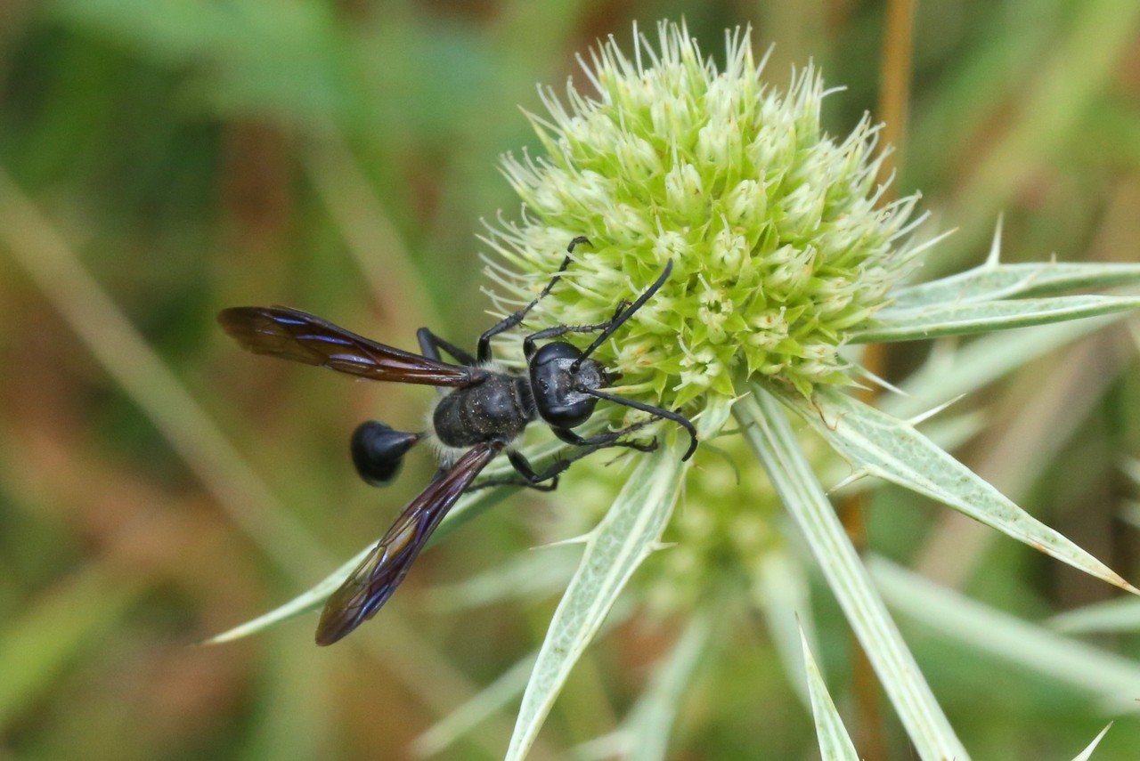 Isodontia mexicana (Saussure, 1867) - Isodonte mexicaine