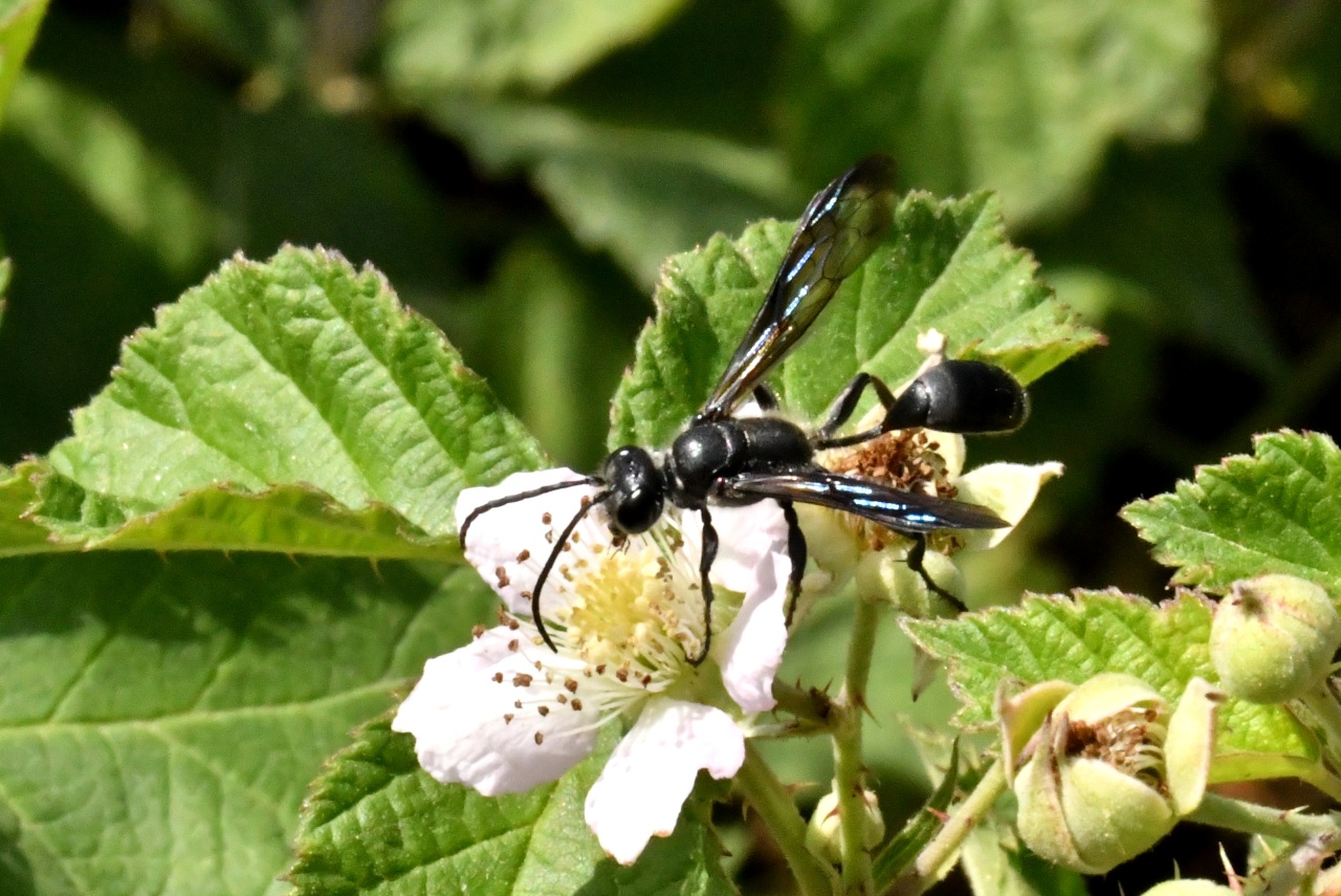 Isodontia mexicana (Saussure, 1867) - Isodonte mexicaine