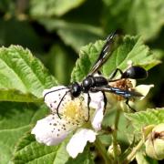 Isodontia mexicana (Saussure, 1867) - Isodonte mexicaine