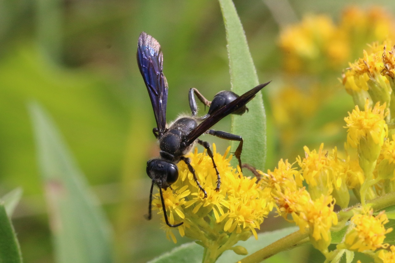 Isodontia mexicana (Saussure, 1867) - Isodonte mexicaine