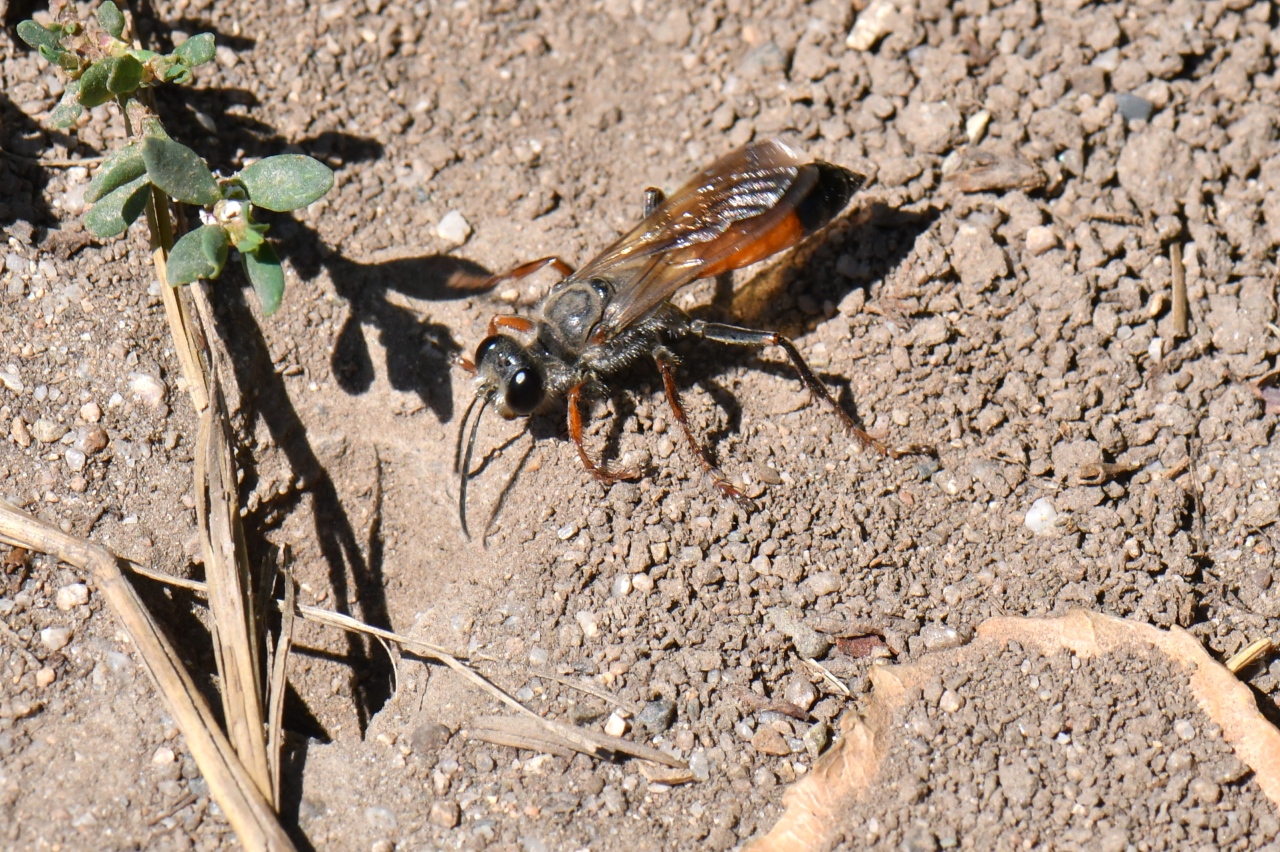 Sphex funerarius Gussakovskil, 1934 (femelle) 