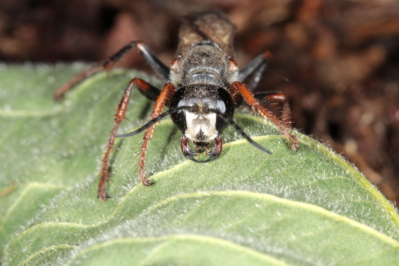 Sphex funerarius Gussakovskil, 1934 (femelle) 