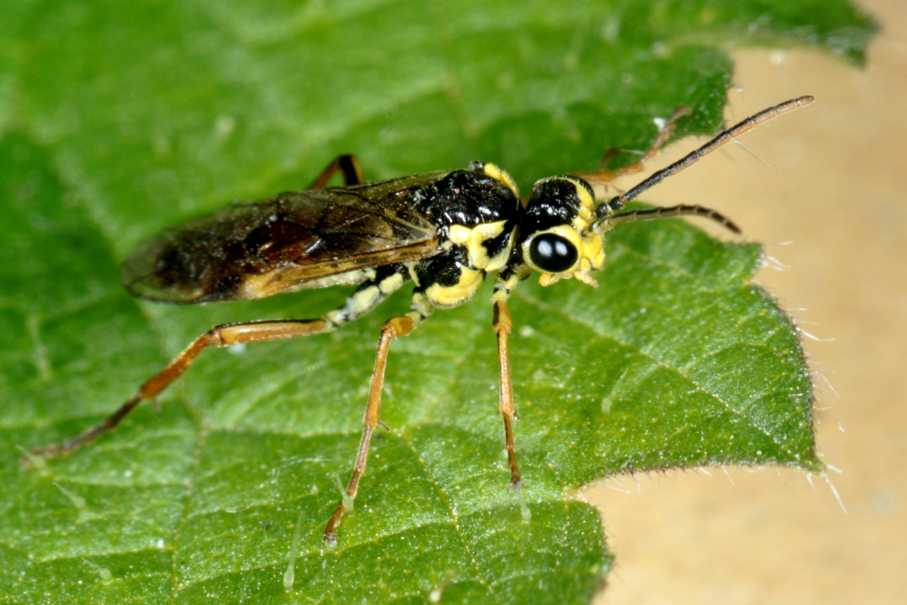 Aglaostigma fulvipes (Scopoli, 1763) (mâle)