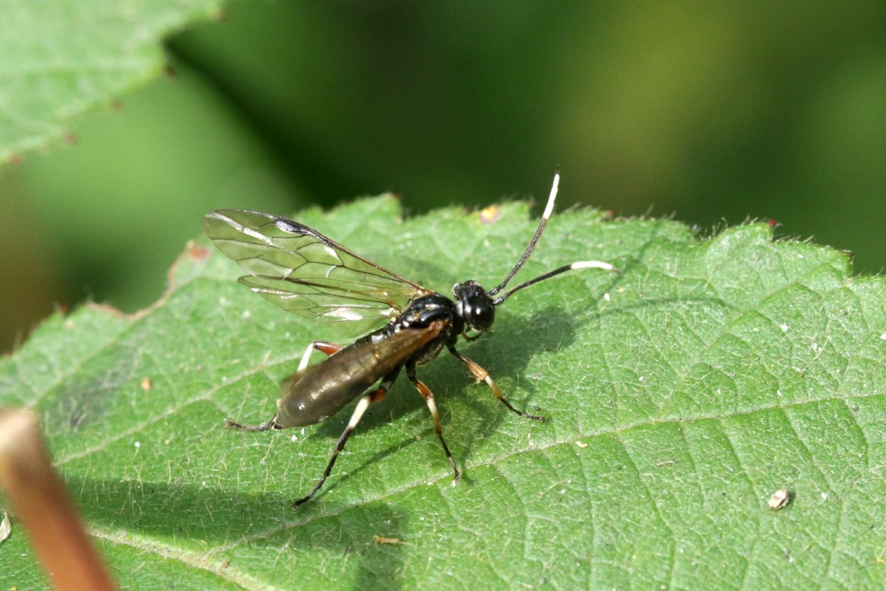 Apethymus serotinus (O.F. Müller, 1776) (femelle)