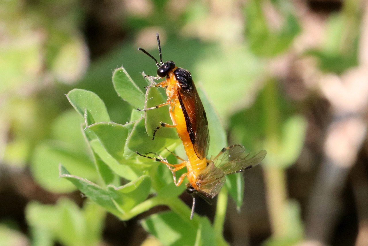 Athalia cordata Audinet-Serville, 1823 (accouplement)