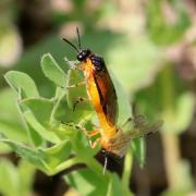 Athalia cordata Audinet-Serville, 1823 (accouplement)