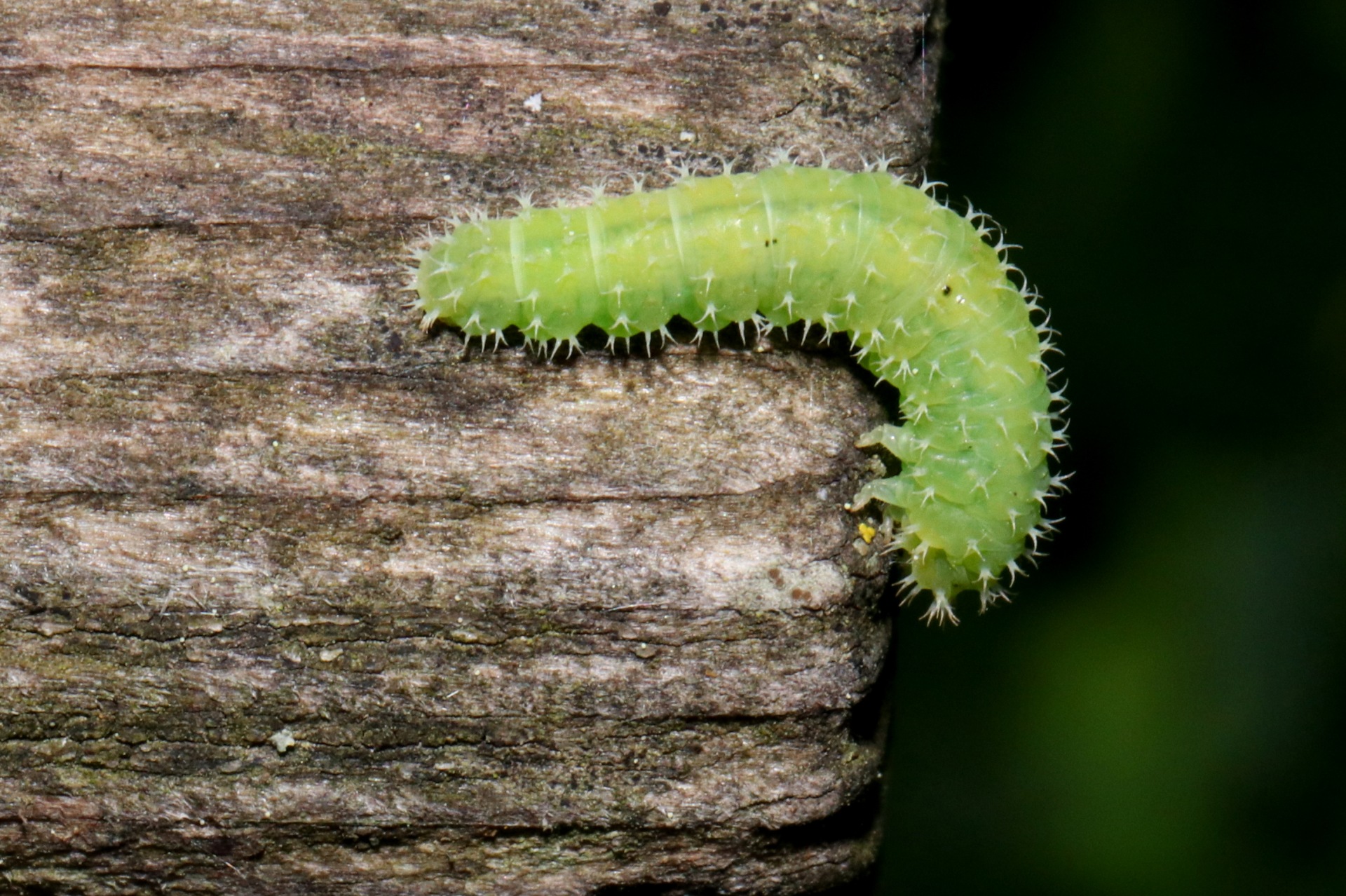 Blennocampini indéterminé (larve)