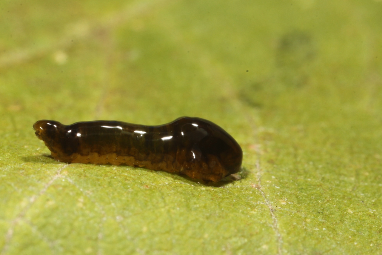 Caliroa cerasi (Linnaeus, 1758) - Tenthrède limace (larve)