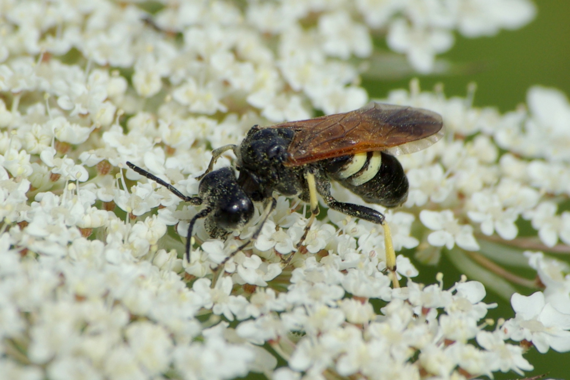 Cephaledo bifasciata rossii (Panzer, 1803) - Tenthrède bifasciée