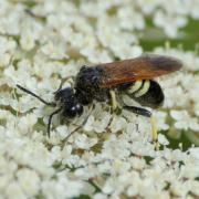 Cephaledo bifasciata rossii (Panzer, 1803) - Tenthrède bifasciée